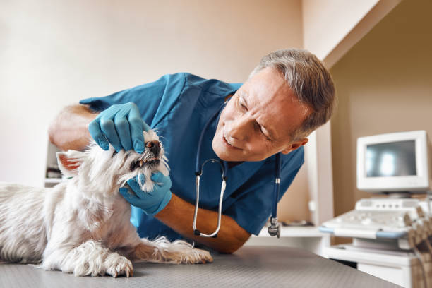 Best Weekend Emergency Dentist in Ben Avon, SC